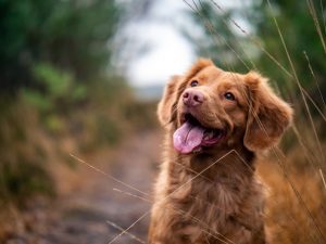 Olio al CBD e cani