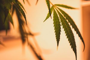 Effetti positivi cannabis light in Italia