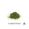 flower peach