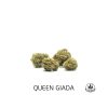 QUEEN GIADA