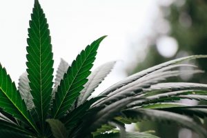 Cannabis senza semi