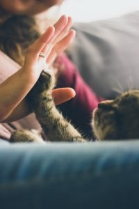 Il Benessere per gli animali passa dalla Canapa - Legal Weed
