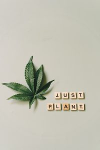 cannabis con cbd più elevato