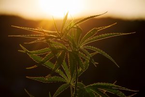 come funziona il cbd