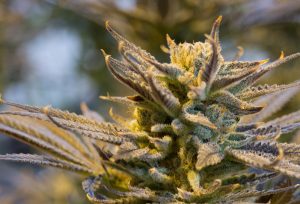 Come si fuma la canapa light: fumare Marijuana Legale - con 1 consiglio speciale