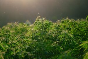 legal weed: Marijuana legale, cannabis, erba e hashish light | cbd shop online thc | legalweed italia