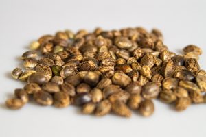 semi di canapa semi di marjuana semi di cannabis