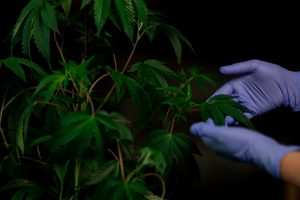 guida completa sulla coltivazione di cannabis indoor e outdoor