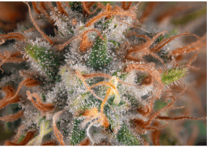 terpeni e cannabis