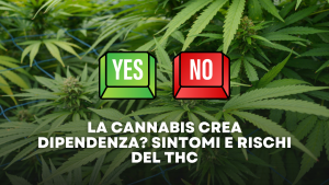 La Cannabis Crea Dipendenza Sintomi e Rischi del THC