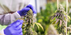 cannabis light