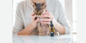 cbd per animali