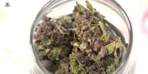 purple haze cannabis light, marijuana viola, purple