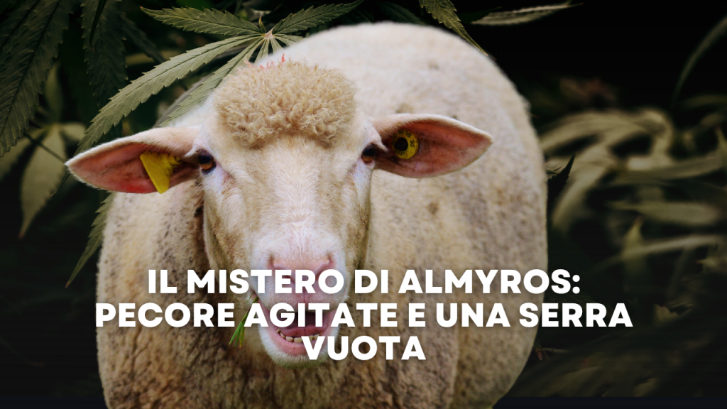 Il Mistero di Almyros pecore agitate e una serra vuota