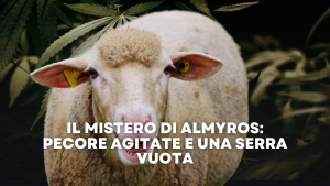 Il Mistero di Almyros pecore agitate e una serra vuota