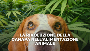La Rivoluzione della Canapa nell'Alimentazione Animale