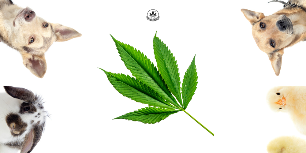 canapa per animali cannabis light cbd
