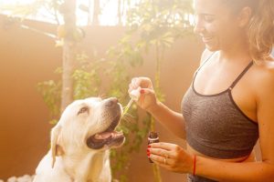 CBD per Animali: Benefici, Dosaggio e Precauzioni