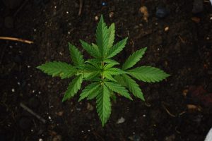 Piante di Marijuana Maschio e Femmina
