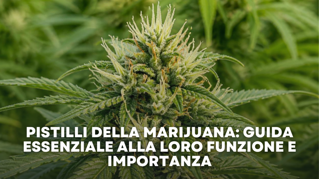 Pistilli della Marijuana: Guida Essenziale alla loro Funzione e Importanza