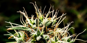 pistilli della marijuana cbd thc