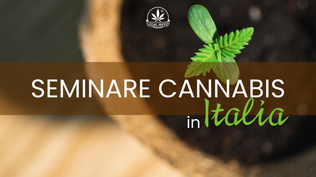 Seminare Cannabis in Italia consigli legalweed