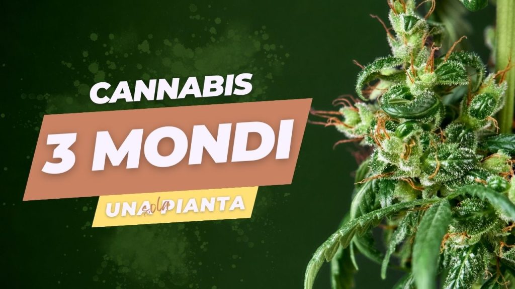 cannabis