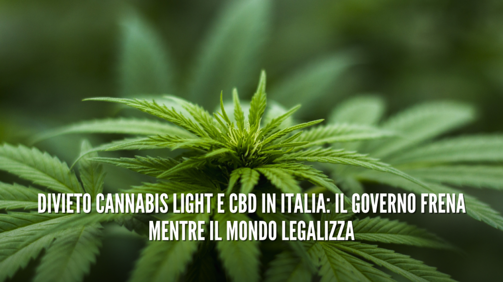Divieto Cannabis Light e CBD in Italia: Il Governo Frena Mentre il Mondo Legalizza