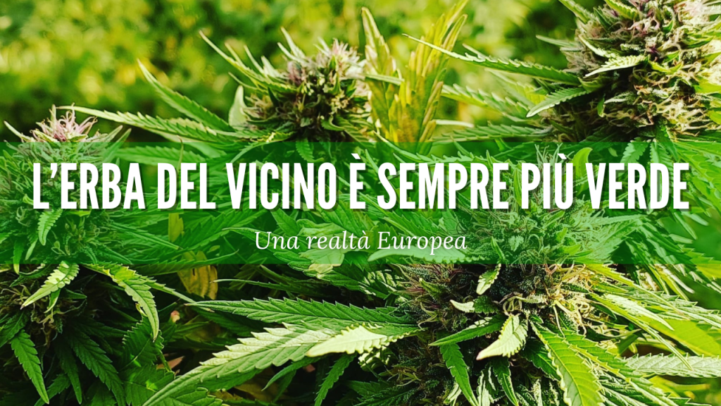 L'erba del vicino &egrave; sempre pi&ugrave; verde cbd varese cbditalia legalweed