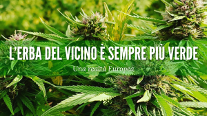 L'erba del vicino è sempre più verde cbd varese cbditalia legalweed