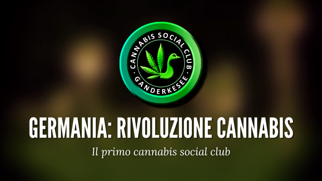 cbd legal weed cannabis social club