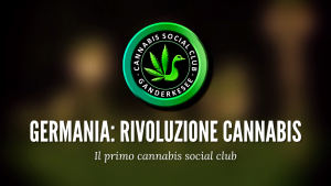 cbd legal weed cannabis social club