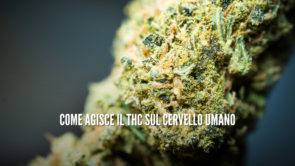 Come agisce il THC sul cervello umano.