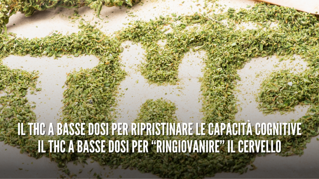 come agisce il thc sul cervello umano legalweed cbd italia