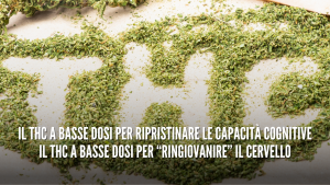 come agisce il thc sul cervello umano legalweed cbd italia