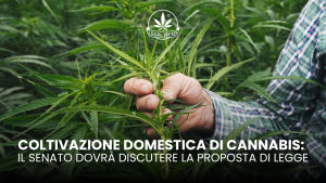 Coltivazione domestica di cannabis il Senato dovrà discutere la proposta di legge