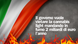 nuovo decreto legge ddl italia macero settore cbd