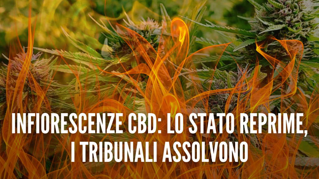 cbd la canapa 2 strade 2 decisioni diverse (1)
