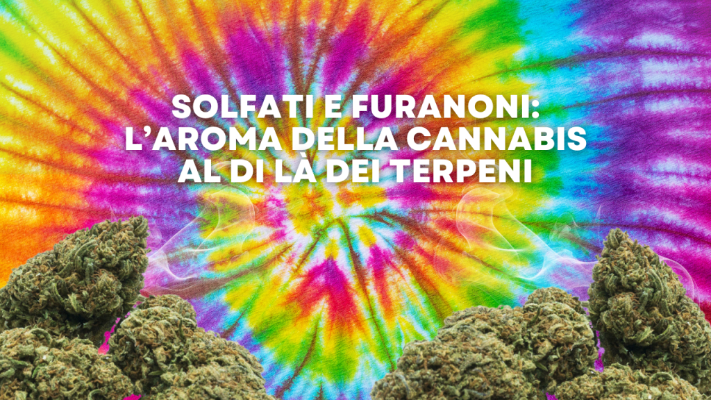 Solfati e furanoni l’aroma della cannabis al di là dei terpeni (1)