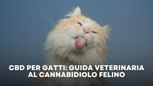 CBD per Gatti Guida Veterinaria al Cannabidiolo Felino
