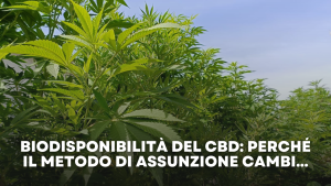 Biodisponibilità del CBD Perché Il Metodo di Assunzione Cambi.. legalweed