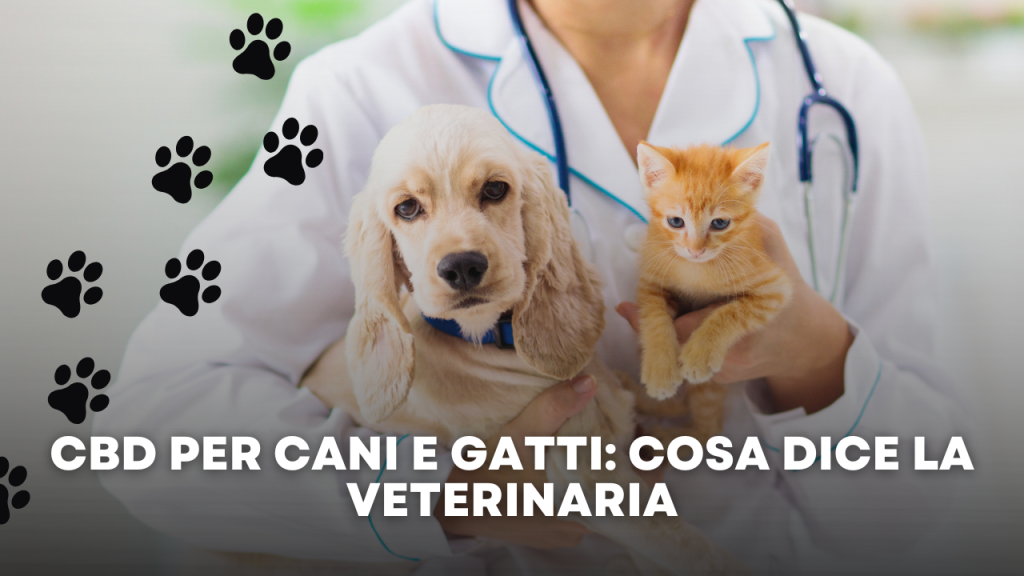 CBD per Cani e Gatti Cosa Dice la Veterinaria
