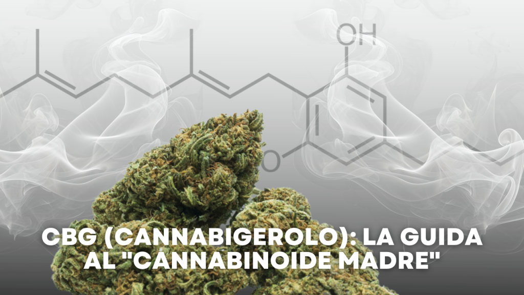 CBG (Cannabigerolo) La Guida al Cannabinoide Madre