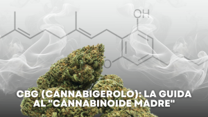 CBG (Cannabigerolo) La Guida al Cannabinoide Madre