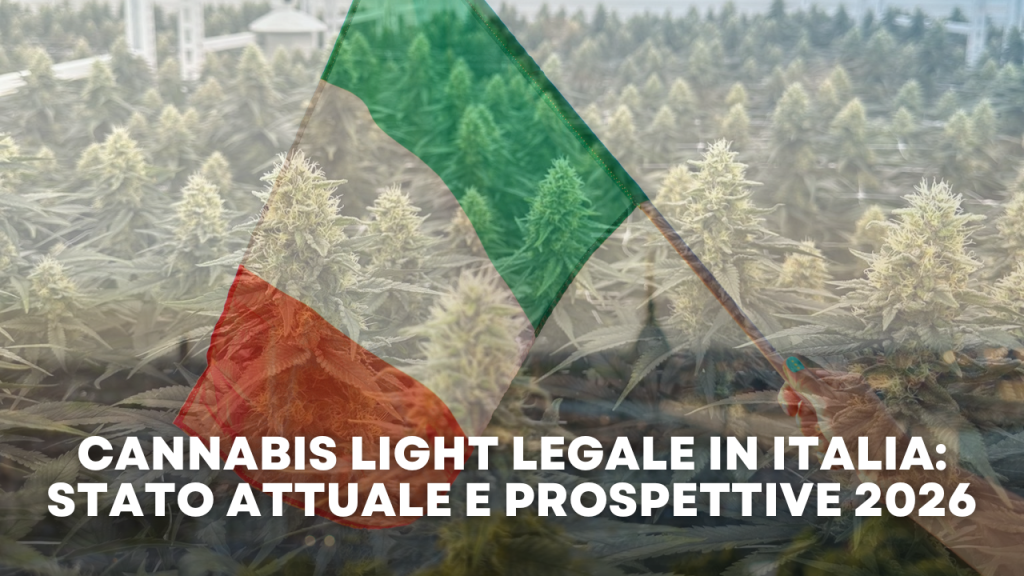 Cannabis Light Legale in Italia Stato Attuale e Prospettive 2026