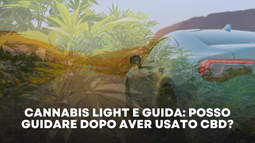 Cannabis Light e Guida Posso Guidare Dopo Aver Usato CBD