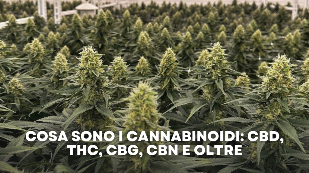 Cosa Sono i Cannabinoidi CBD, THC, CBG, CBN e Oltre