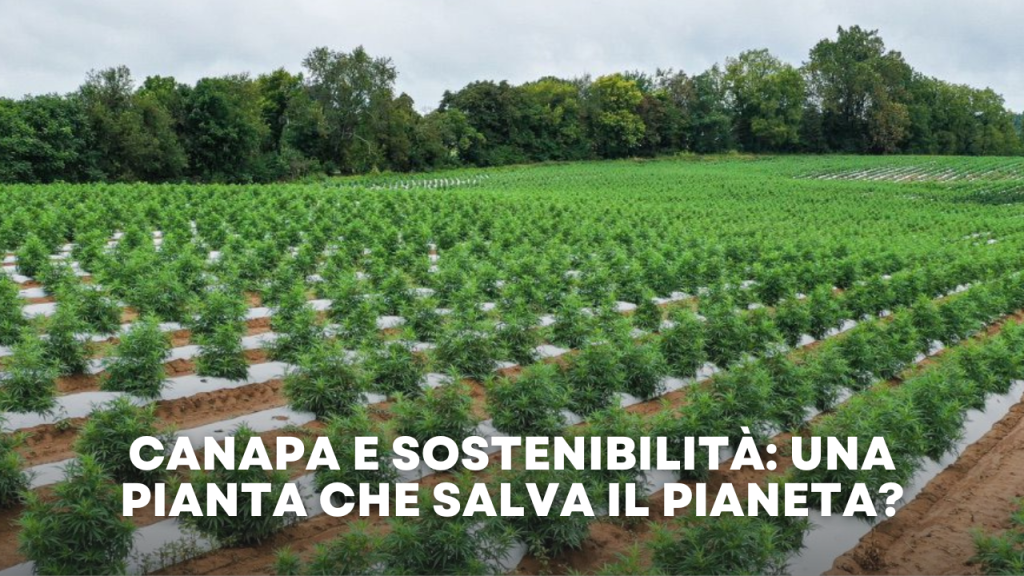 canapa e sostenibilità