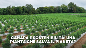 canapa e sostenibilità