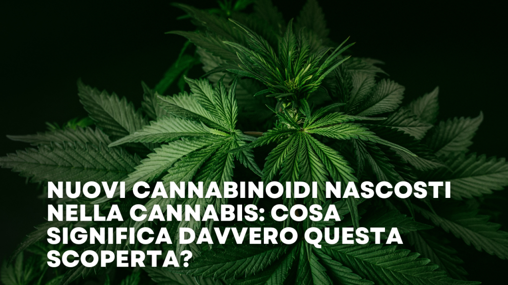 Nuovi cannabinoidi nascosti nella cannabis cosa significa davvero questa scoperta
